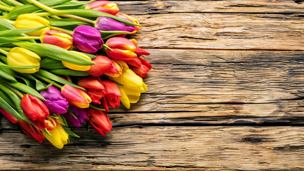 Tulips_Many_Wood_planks_Multicolor_521104_3840x2160.jpg